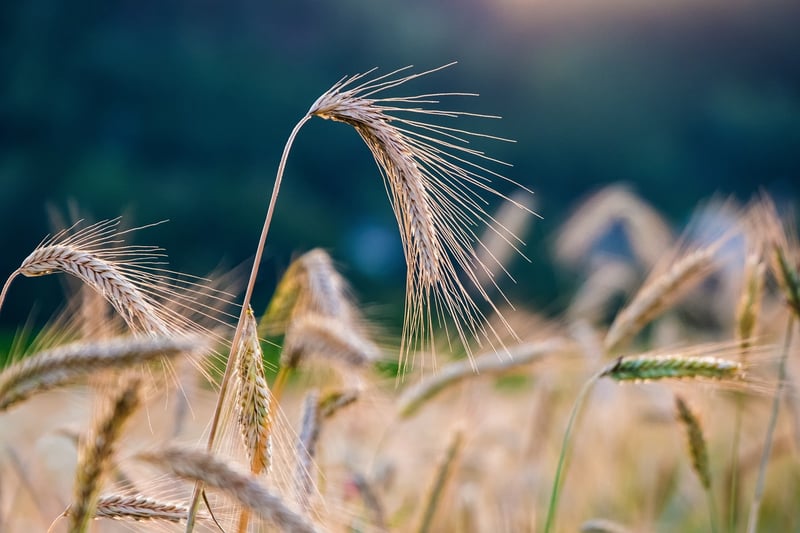 Sorcery Crops