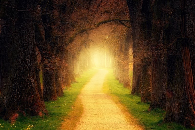 Enchanted Grove