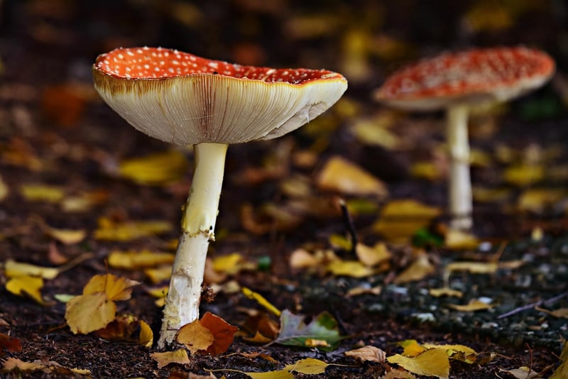 Fairy Ring